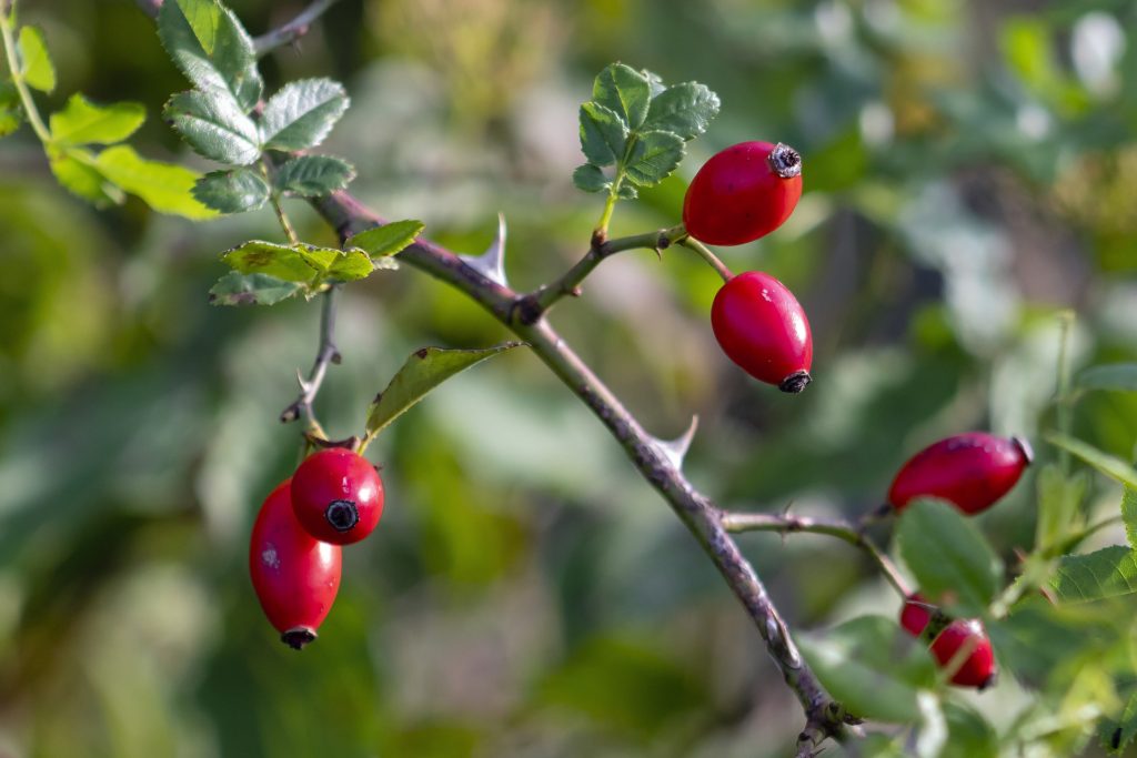 Rosehip oil sounds exquisite doesn’t it? Well, they say it also contains some amazing abilities that can help even out hyperpigmentation on your skin! Scroll down to see how to use rosehip oil for hyperpigmentation. 