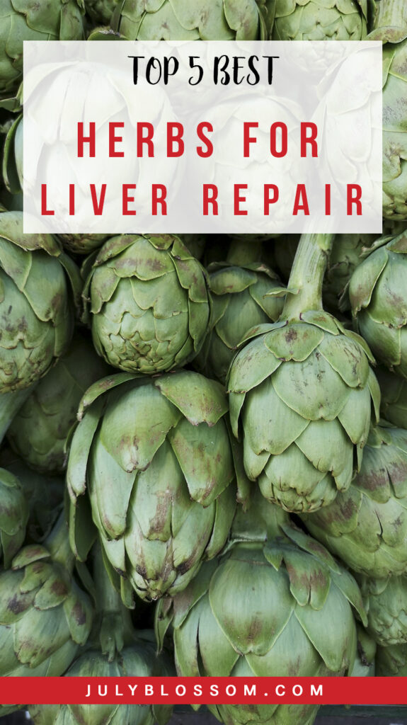 Our livers do so much for us…if you’ve been putting an extra load on your liver – whether it’s through heavy medication or alcohol abuse, you can show your liver some love using these 5 best herbs for liver repair.